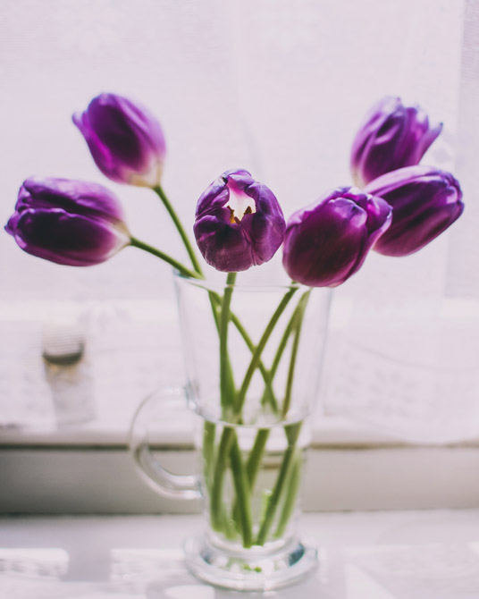 tulpen