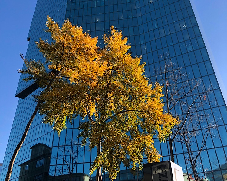 Prime Tower mit Herbstbaum davor 